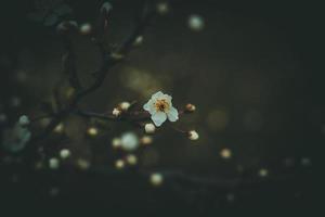 vår äpple träd med vit delikat små blommor i de värma Sol foto