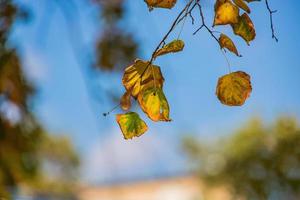 färgrik höst löv på de träd i naturlig livsmiljö foto