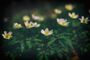 vit delikat vår blommor anemoner växande i de skog bland grön lövverk foto