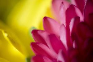 färgrik delikat höst blommor i en stor närbild i de värma solsken foto