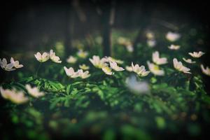 vit delikat vår blommor anemoner växande i de skog bland grön lövverk foto