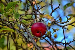 höst färsk äpple på de gren av en träd i de fruktträdgård foto