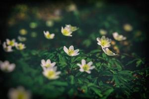 vit delikat vår blommor anemoner växande i de skog bland grön lövverk foto