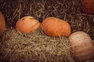 orange höst färsk pumpa liggande utomhus som en dekoration foto