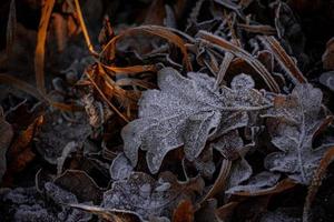 höst bakgrund med brun ek löv täckt med frost foto