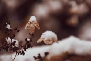 en vissnade delikat blomma i de trädgård på en kall frostig dag under faller vit snö foto