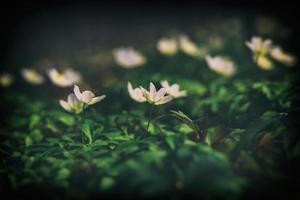 vit delikat vår blommor anemoner växande i de skog bland grön lövverk foto