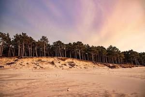 vit sand sanddyner med stor tall träd växande på dem på de baltic hav foto