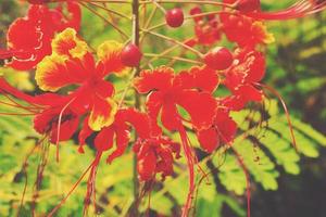 röd blomma på de grenar av träd bland grön löv i de trädgård skapande en naturlig bakgrund foto
