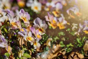 färgrik blommor av pansies i de vår Sol i de trädgård foto