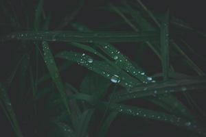 fläckar av de gräs på en grön bakgrund med silver- droppar av regn i närbild utomhus foto