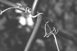 konstig vriden form av en klättrande växt växande på en staket i närbild foto