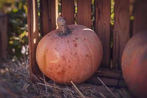 orange höst färsk pumpa liggande utomhus som en dekoration foto