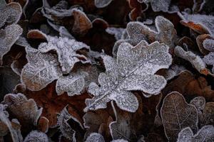 höst bakgrund med brun ek löv täckt med frost foto