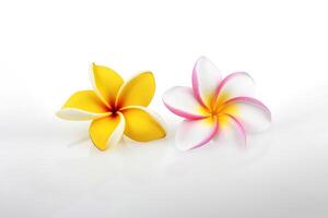 tropisk skön blommor, frangipani plumeria blomma isolerat på vit bakgrund. ai genererad foto