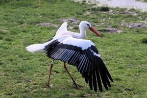 en se av en vit stork på Martin ren natur boka foto