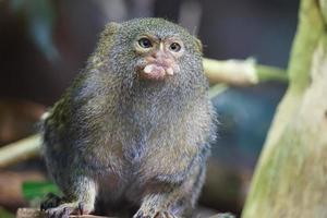 dvärg marmoset apa äter foto