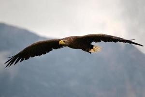 amerikan brun Örn flygande med spridning vingar foto