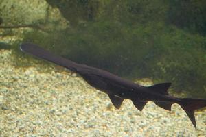 svart fick syn på fisk simning i akvarium foto