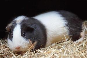 svart och vit guinea gris - sällskapsdjur djur- foto