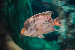 fisk världshaven i ett stort akvarium foto