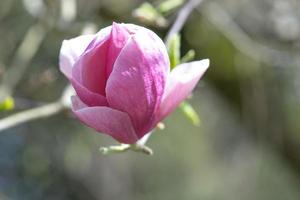 vårblommor av rosa magnolia på långa grenar på ljus bakgrund foto