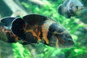 svart och orange gurami fisk, växter i bakgrund foto