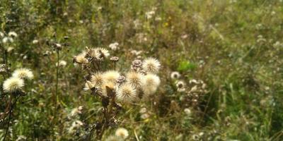 blomning tistel i de kväll solljus. torr gräs. foto