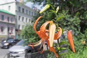 tigerlilja på bakgrunden av ett suddigt stadslandskap. foto