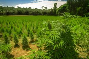 marijuana blomma växter natur av bruka fält med grön. neuralt nätverk ai genererad foto