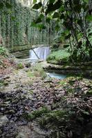 en klar blå ström av vatten från berg flod falls i en små kaskad från vit stenar omgiven förbi vinstockar.in de förgrund är ett avtryck av de ammonit på en stor vit sten. tidigt vår. foto