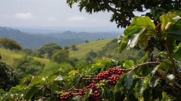 kaffe träd med röd kaffe bönor på kaffe plantage. generativ ai foto