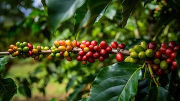 kaffe träd med röd kaffe bönor på kaffe plantage. generativ ai foto