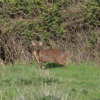 muntjac rådjur varna till de kamera foto