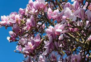 magnolia träd vår blommor foto