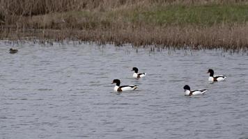 shelducks på en suffolk natur boka foto