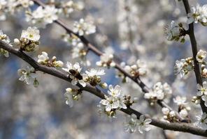 Maj blomma träd i blomma foto