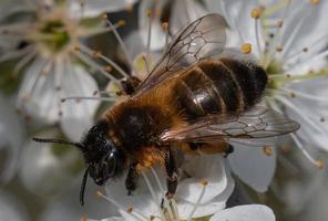 makro stänga upp av en bi på Maj blommor foto
