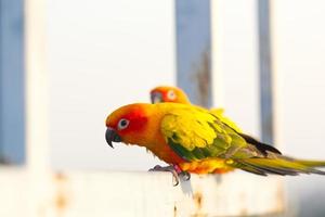 härlig skön orange gul grön papegoja Sol conure på hönshus gren med blå klar himmel bakgrund foto