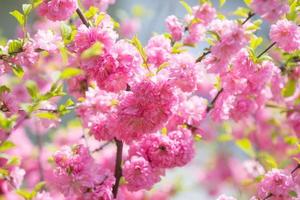 makrofoto av natur rosa sakura blommor. foto