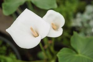 blomma - vit calla närbild. växthus med en stor mängd av grön växter. de begrepp av plantering gröda i vår. foto