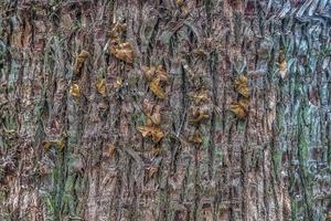 konsistens av bark av ett gammalt träd vriden murgröna torr
