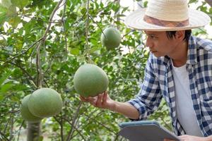 organisk jordbruk, frukt odla. jordbrukare kontrollera igen kvalitet spela in på Ansökan på läsplatta. pomelo växa naturligtvis, ekologisk biologisk, friska, teknologi, icke toxisk, skörda, vetenskaplig , akademisk foto