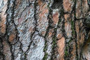 naturlig textur präglad bark av ett tall foto