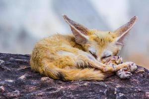 små fennec räv sovande foto