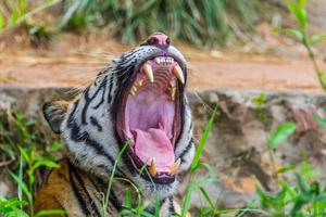 tänder och tunga kunglig bengal tiger foto