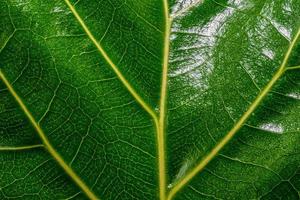 glänsande grönt blad med gula vener foto