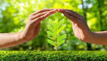 miljöjorddag i händerna på träd som växer plantor. bokeh grön bakgrund kvinnlig hand som håller träd på natur fält gräs skog bevarande koncept foto