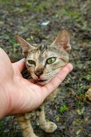 mänsklig hand strök en inhemsk kattunge foto