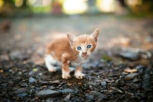 Foto av en gata inhemsk kattunge med en suddig bakgrund